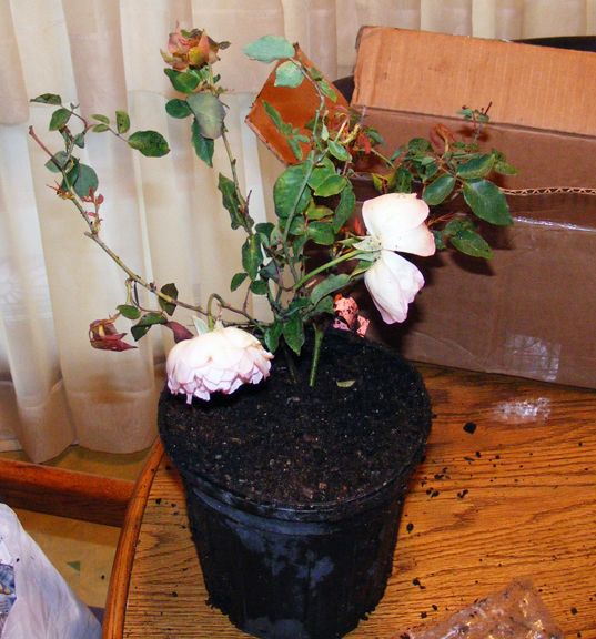 Duchesse de Brabant photo 2013_04180123a_zpsb08b7ff2.jpg